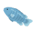 Pesce
